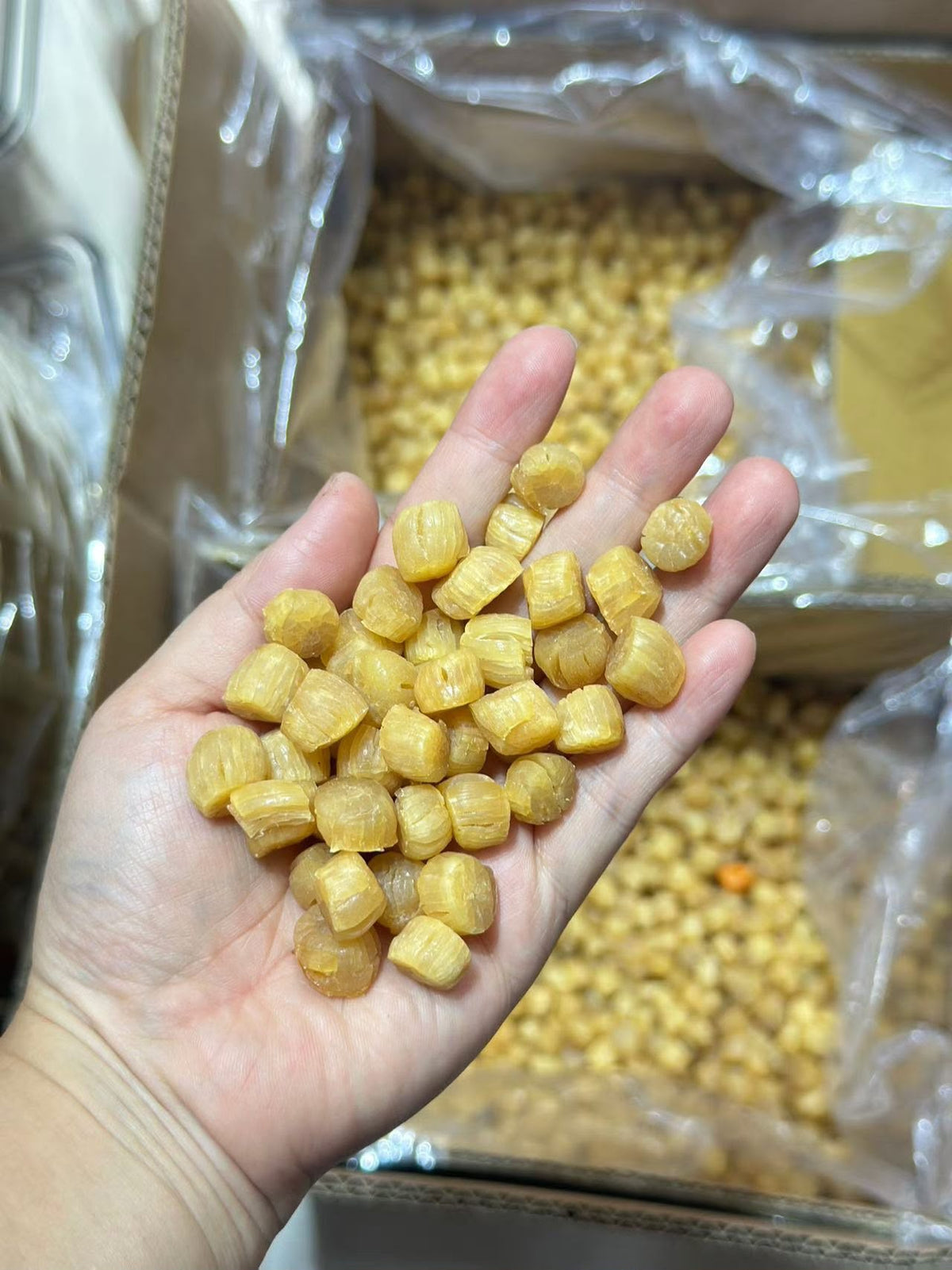 特級大連乾元貝 (300頭)