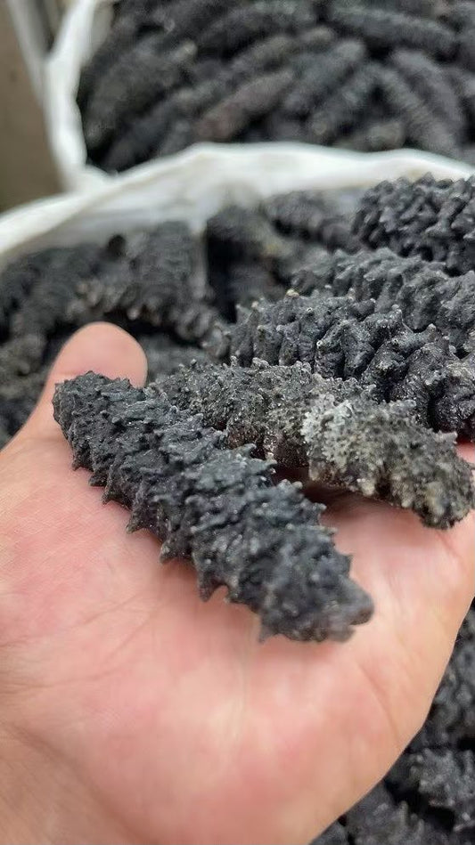 美國螺紋海參
