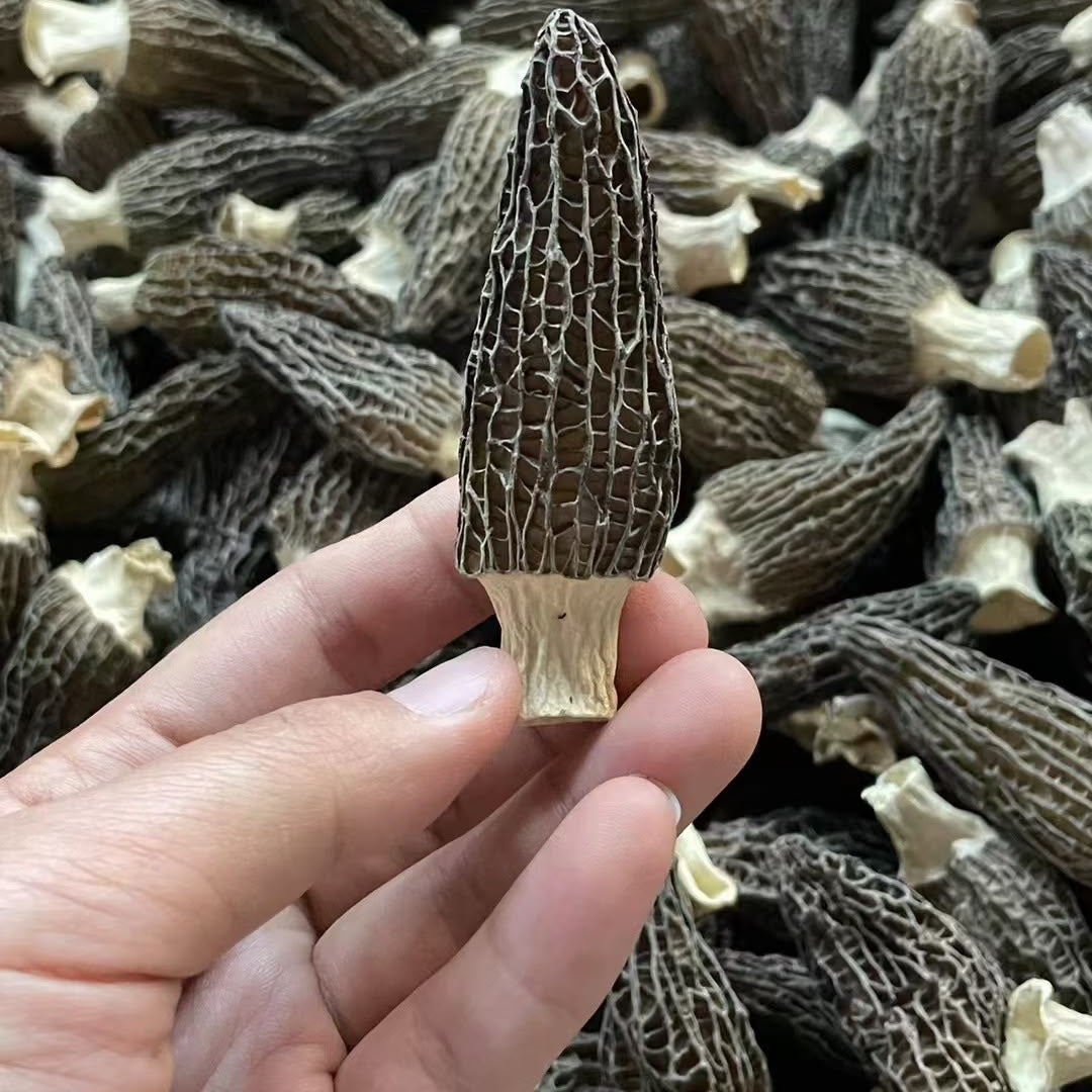 羊肚菌