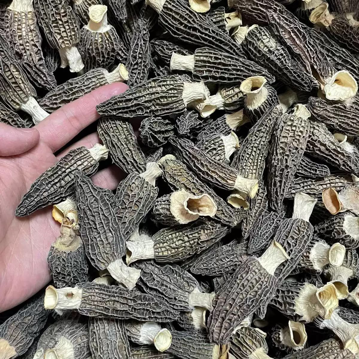羊肚菌
